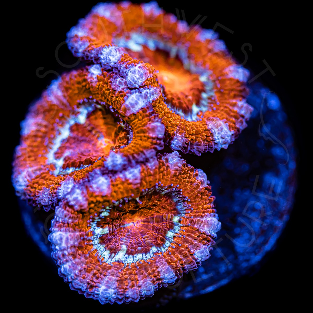 Ultra Micromussa - WYSIWYG Ultra Micromussa - WYSIWYG