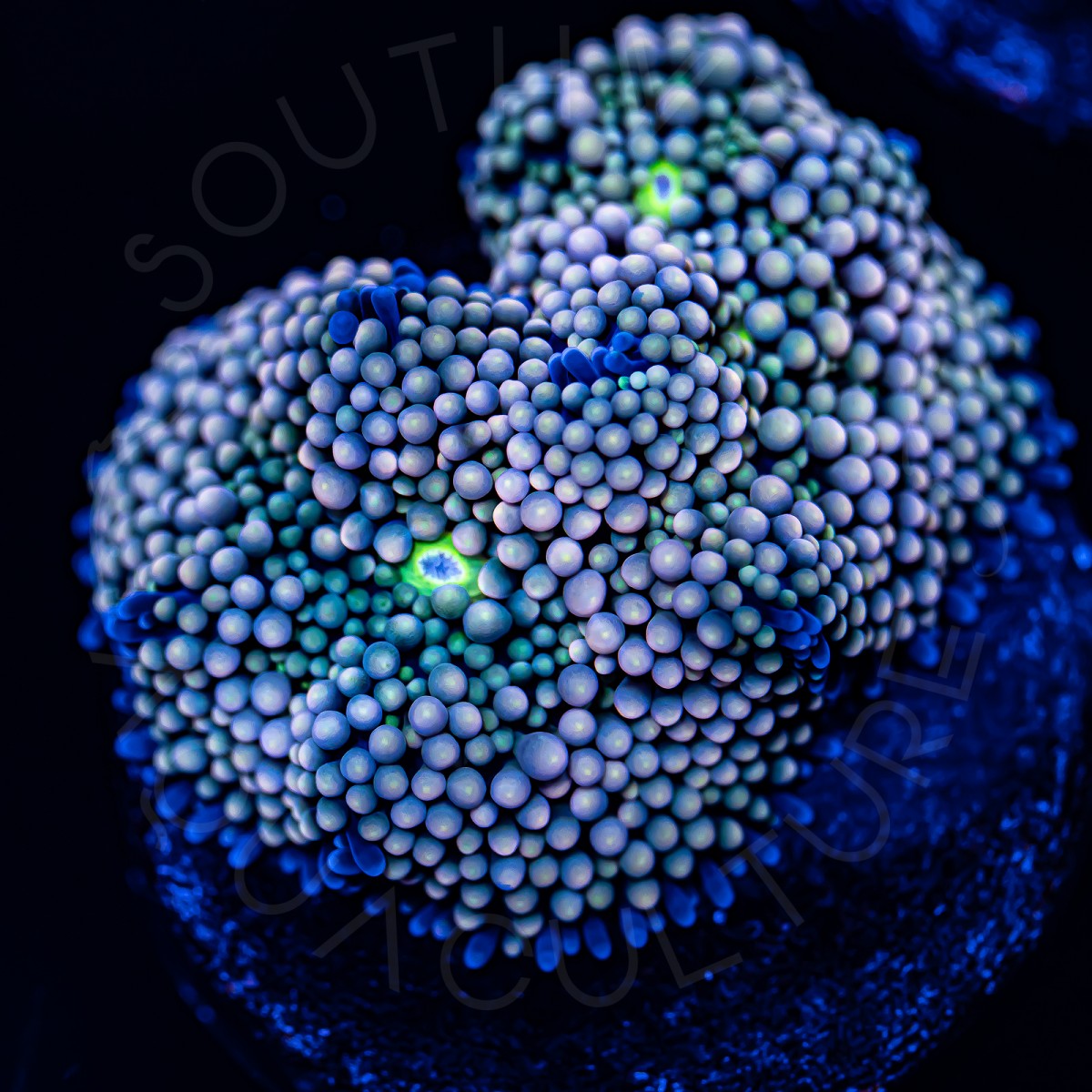 Ultra Ricordea Florida - WYSIWYG Ultra Ricordea Florida - WYSIWYG