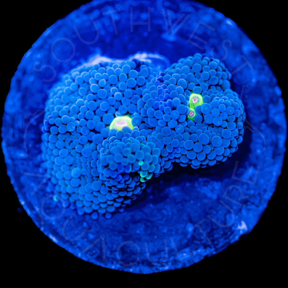 Blue Ricordea Florida - WYSIWYG Blue Ricordea Florida - WYSIWYG