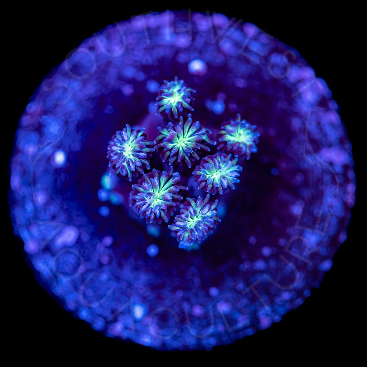 Neon Galaxea - WYSIWYG Neon Galaxea - WYSIWYG