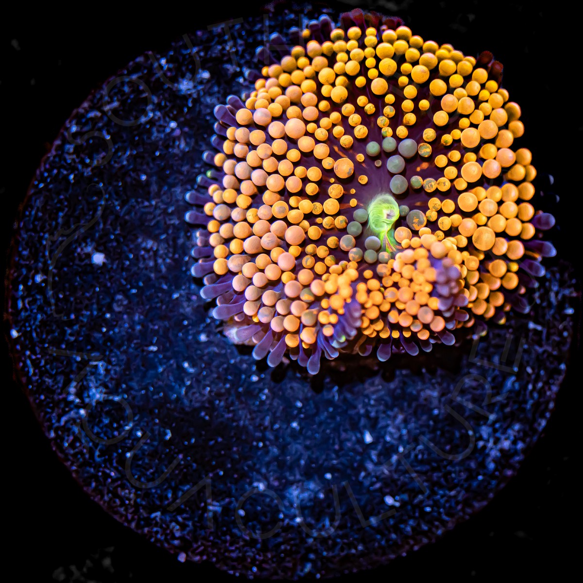 Orange Ricordea Florida - WYSIWYG Orange Ricordea Florida - WYSIWYG