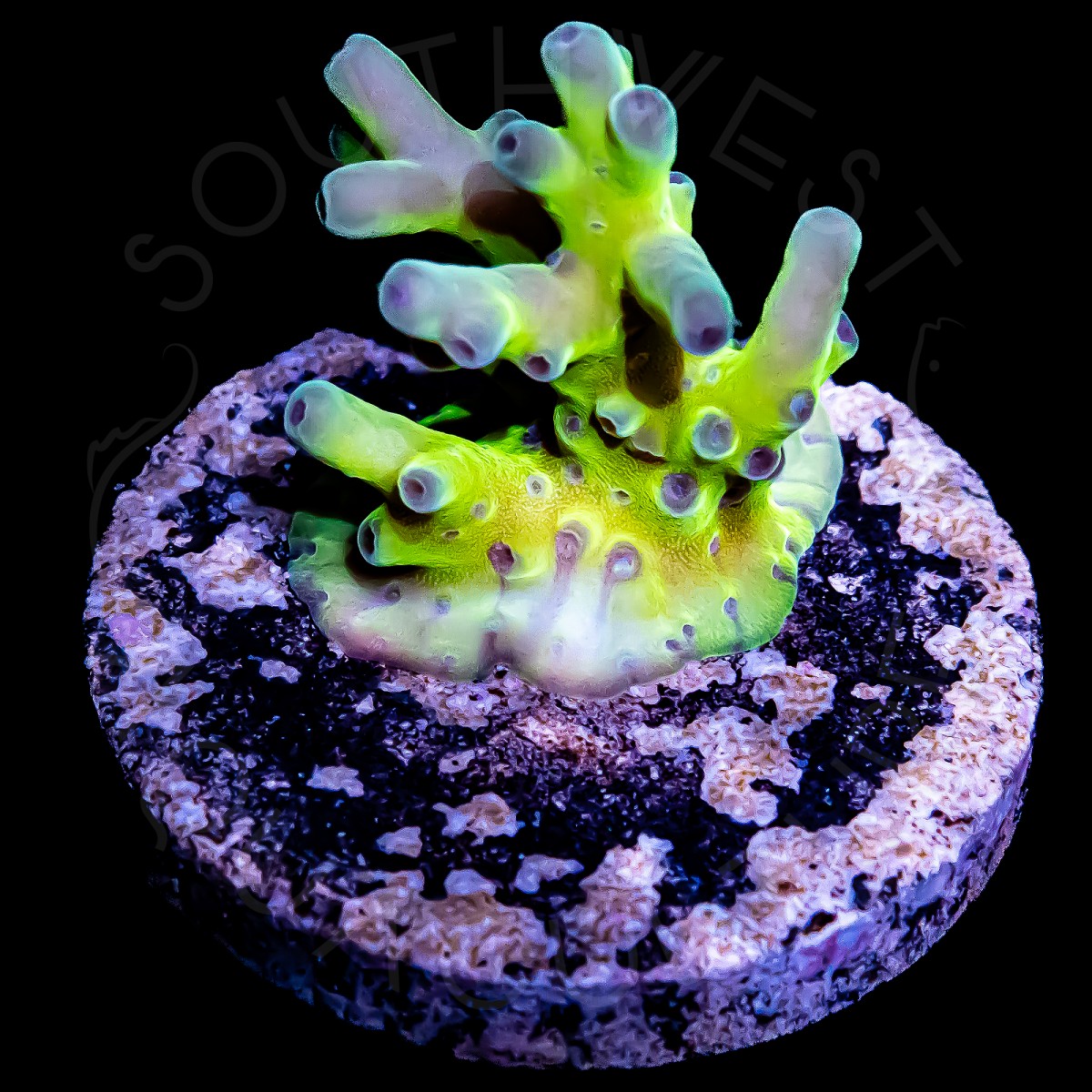 Acropora Lokani - WYSIWYG Acropora Lokani - WYSIWYG