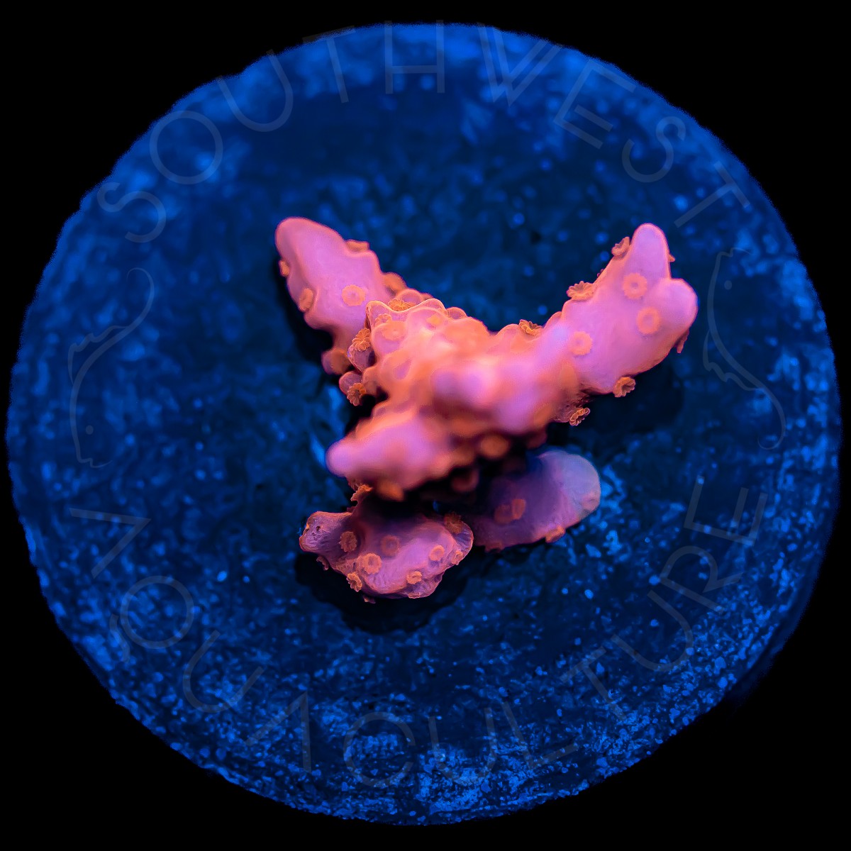 Grafted Montipora Setosa - WYSIWYG Grafted Montipora Setosa - WYSIWYG