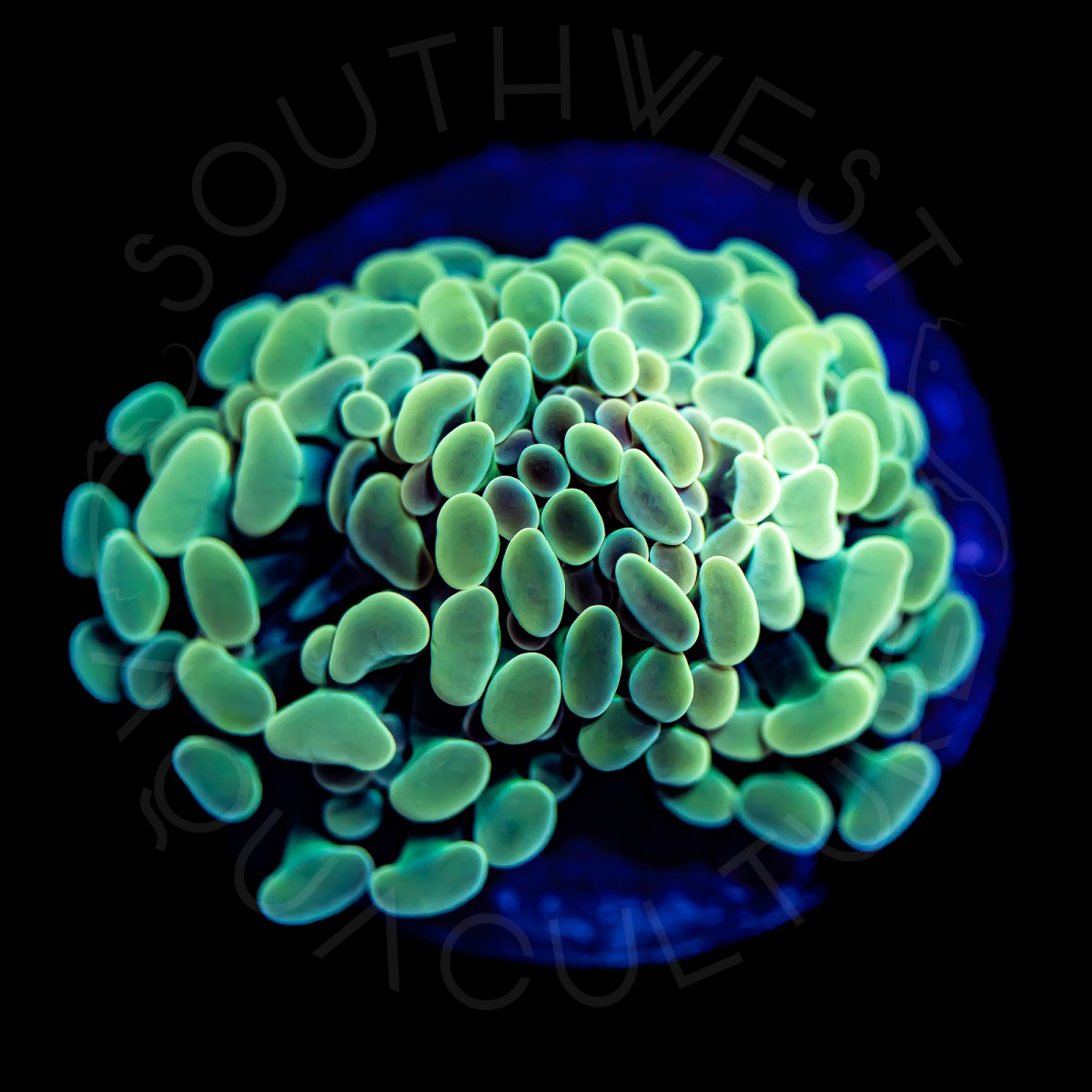 Neon Branching Hammer - WYSIWYG Neon Branching Hammer - WYSIWYG