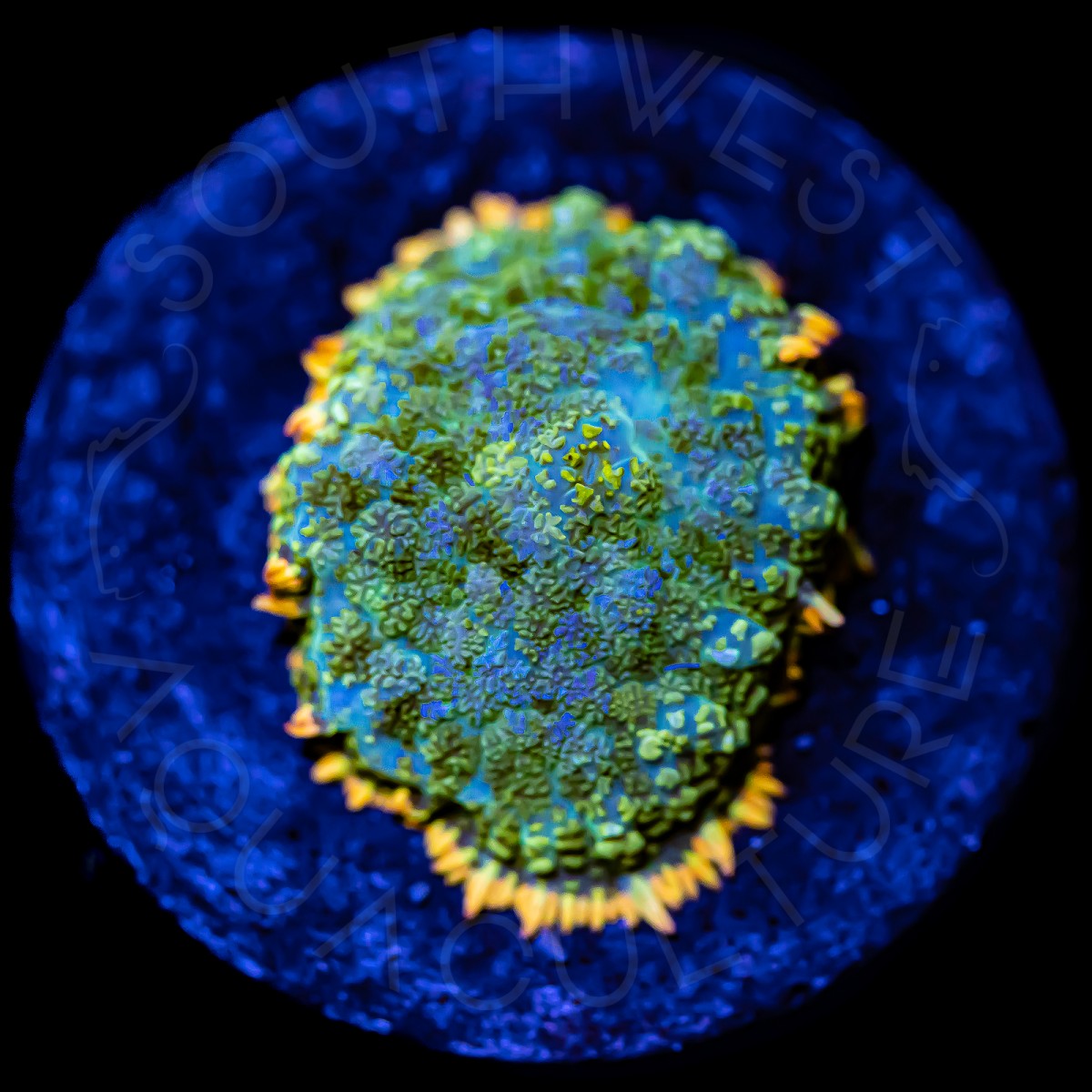 Orange Rim Rhodactis - WYSIWYG