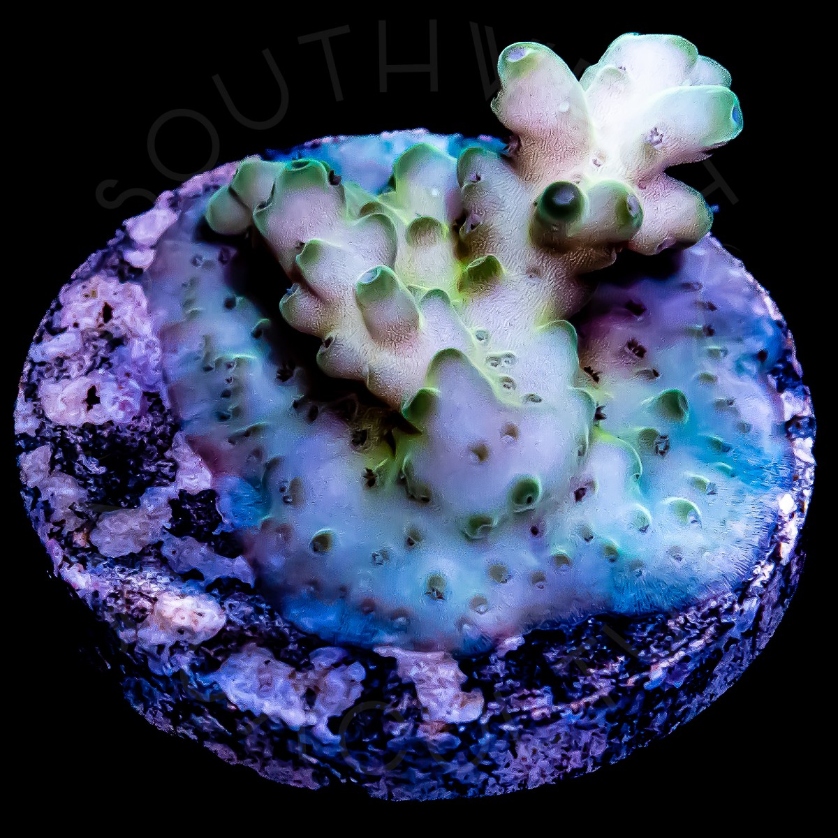 Acropora granulosa - WYSIWYG Acropora granulosa - WYSIWYG