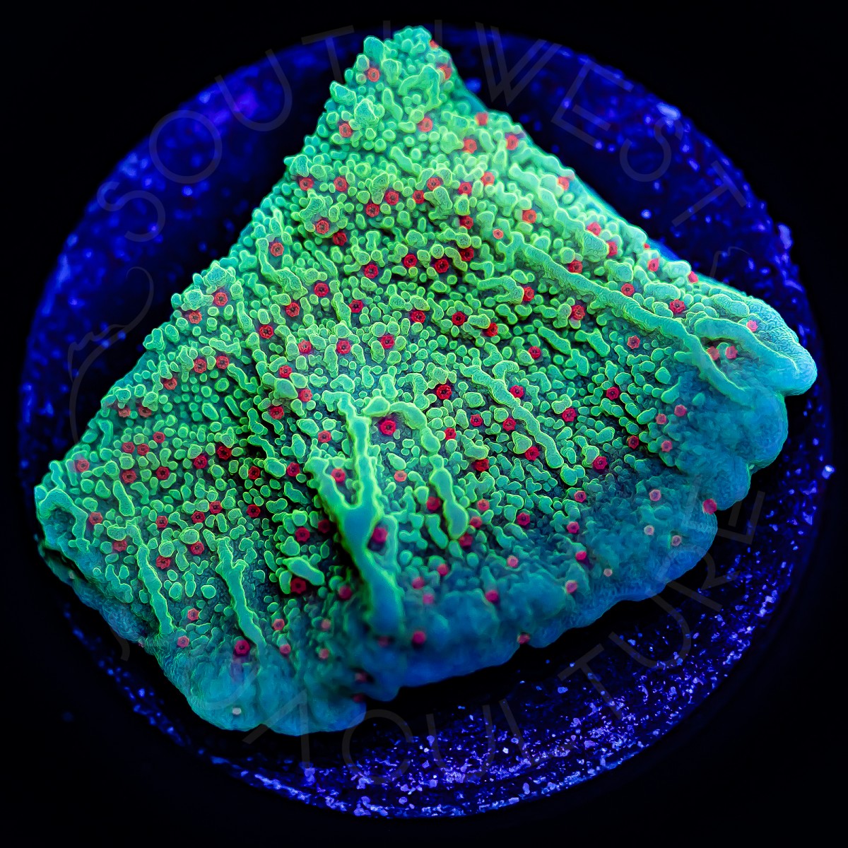 Seasons Greetings Montipora - WYSIWYG Seasons Greetings Montipora - WYSIWYG