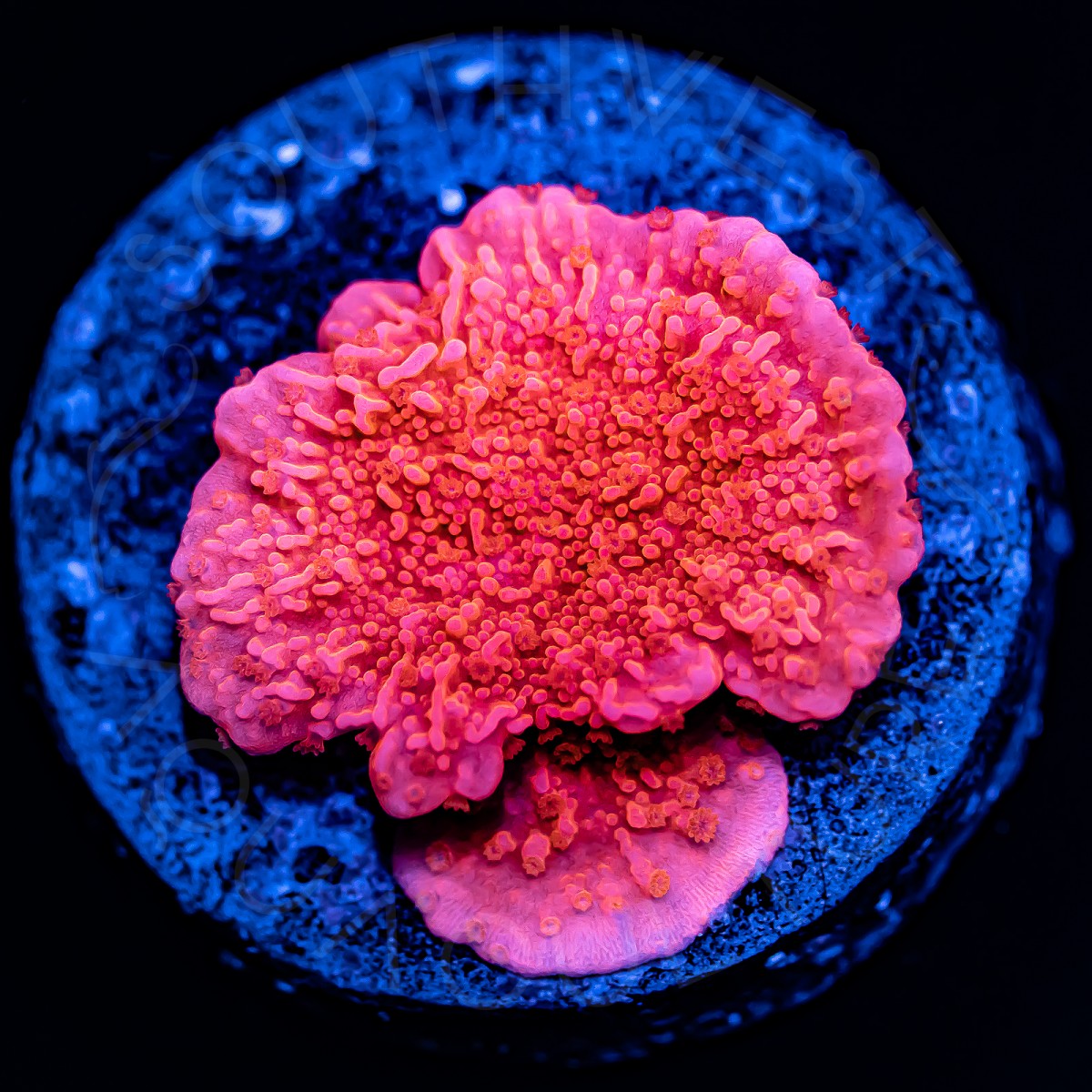 Red Montipora Cap - WYSIWYG Red Montipora Cap - WYSIWYG