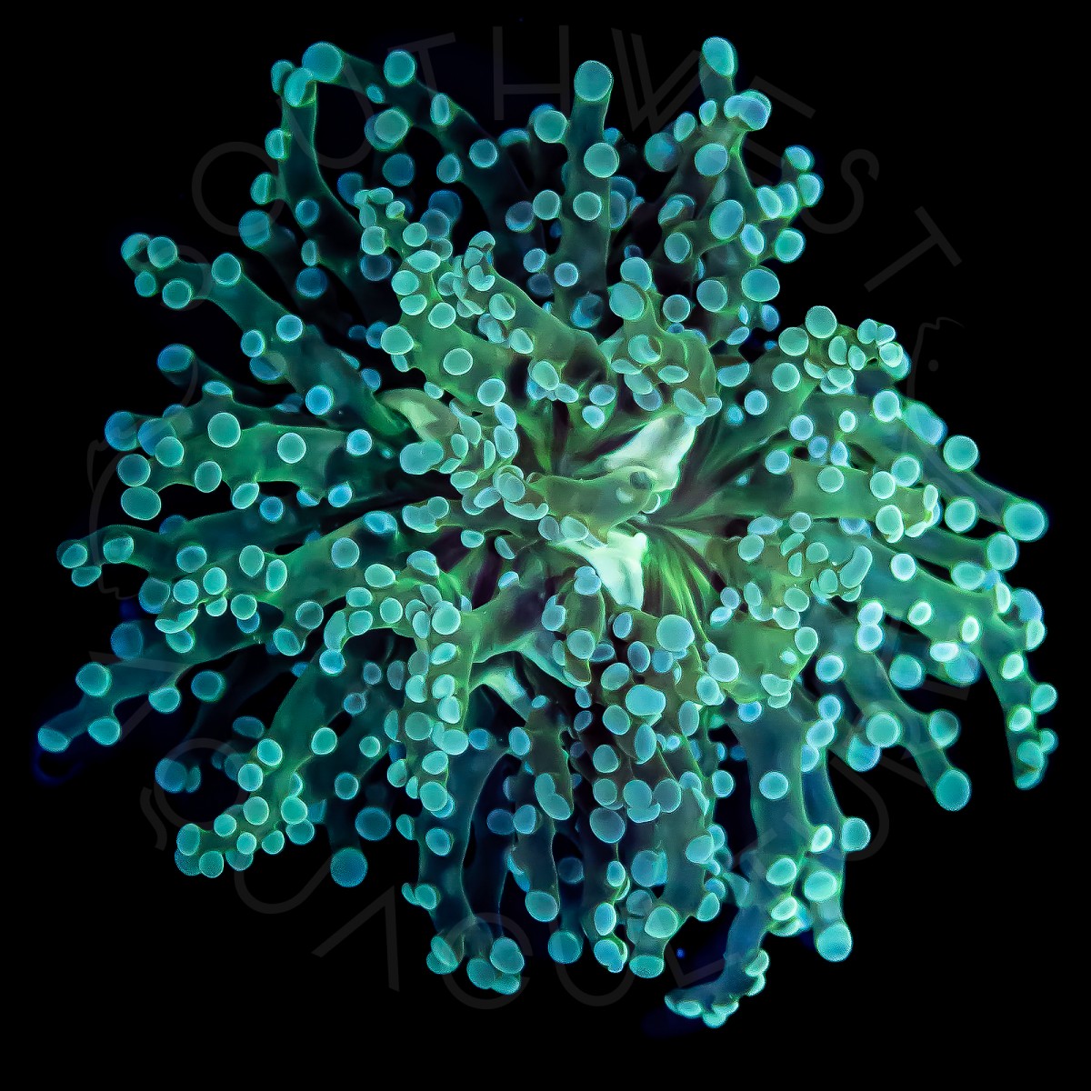 Teal Frogspawn - WYSIWYG Teal Frogspawn - WYSIWYG