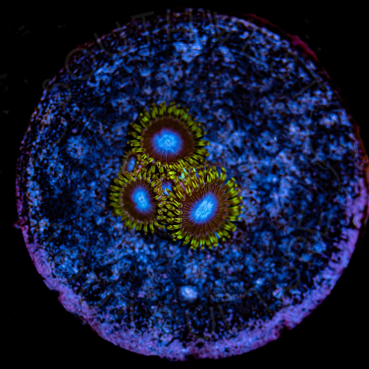 Smurfs Blood Zoanthids - WYSIWYG