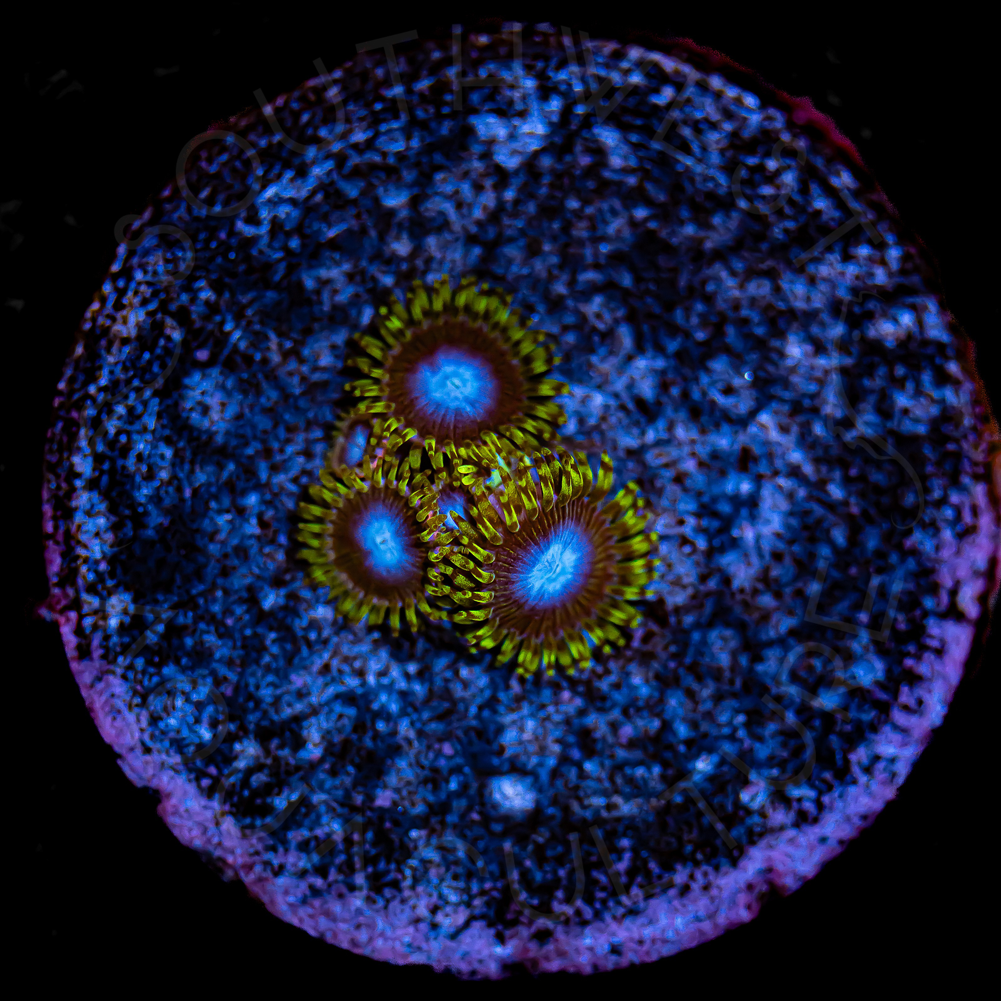 Smurfs Blood Zoanthids - WYSIWYG