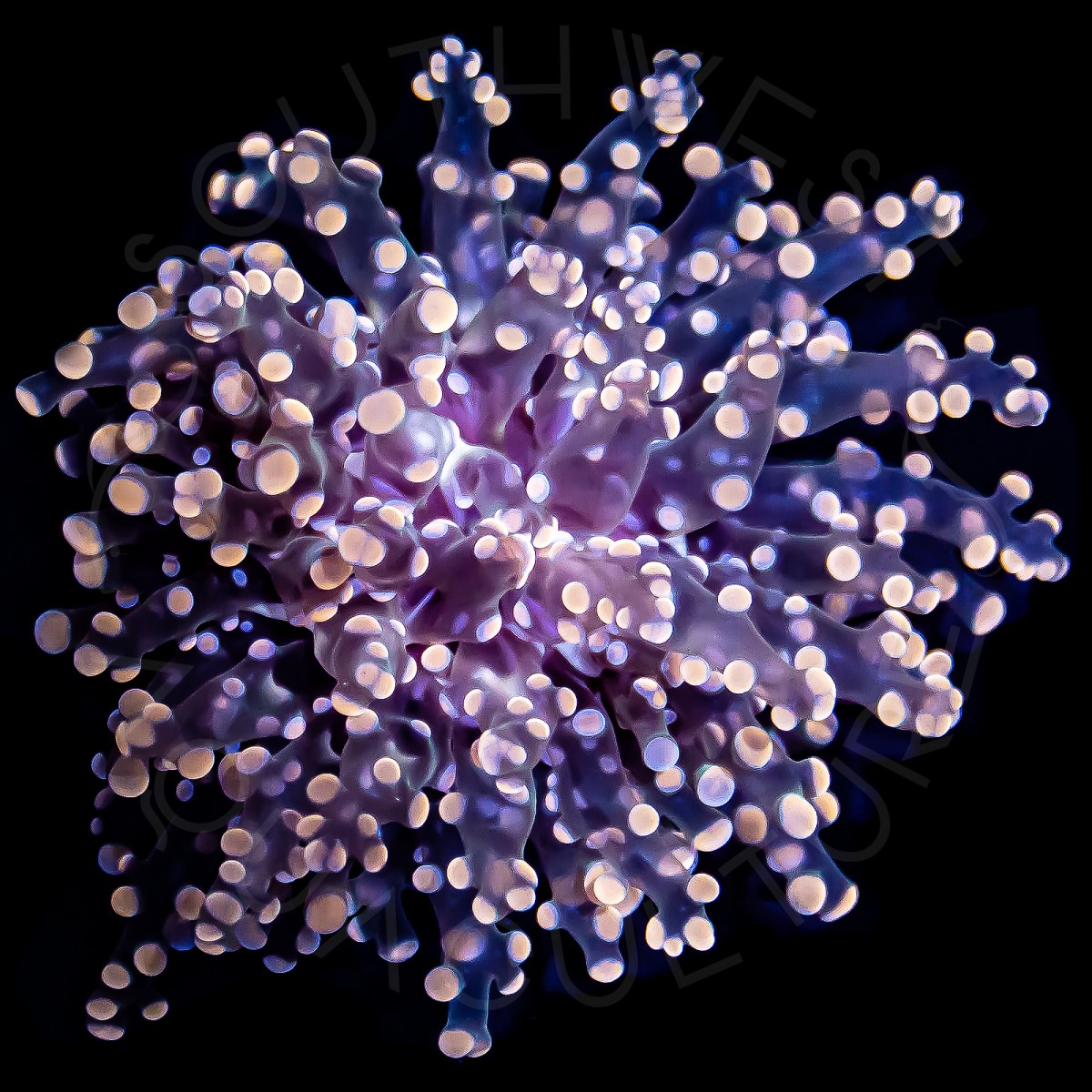 Orange Octospawn - WYSIWYG Orange Octospawn - WYSIWYG