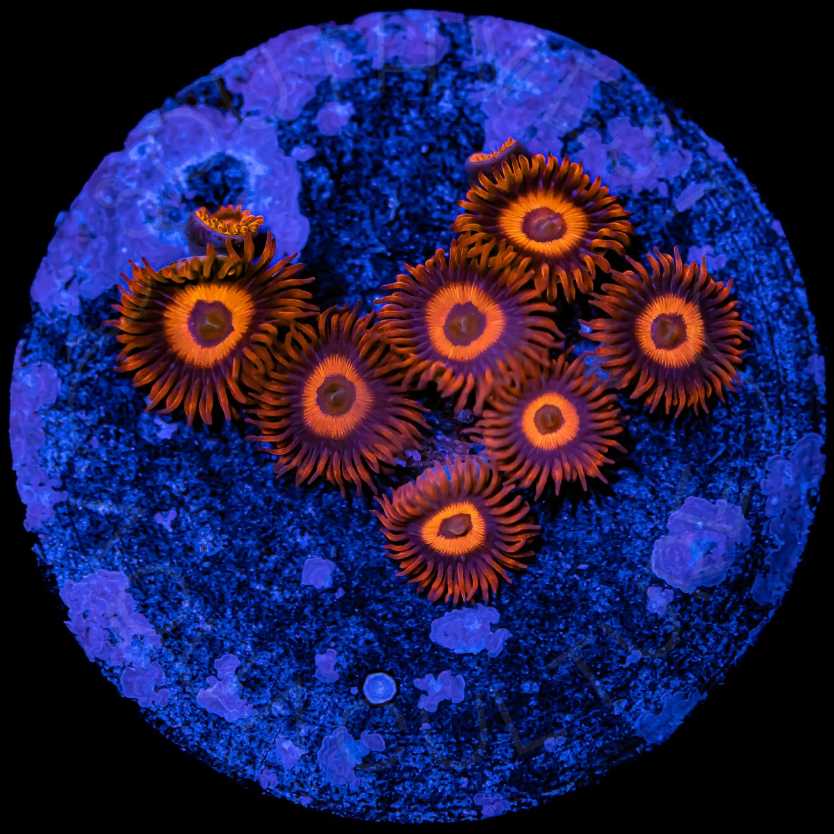 Orange Oxide Zoanthids - WYSIWYG Orange Oxide Zoanthids - WYSIWYG