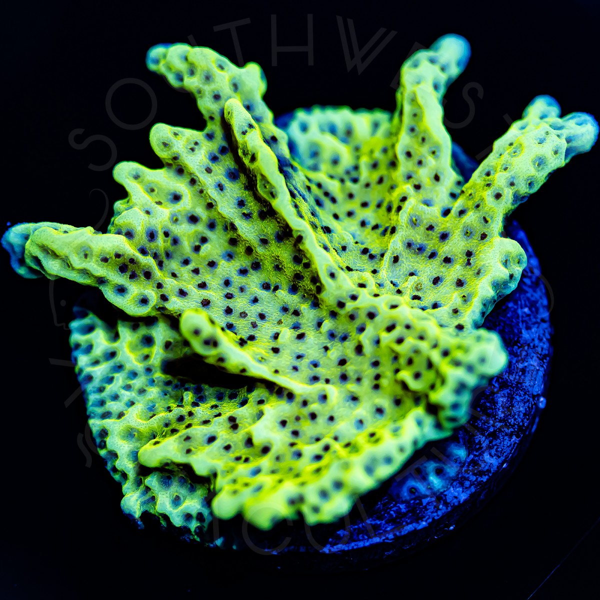 Montipora Spongodes - WYSIWYG Montipora Spongodes - WYSIWYG