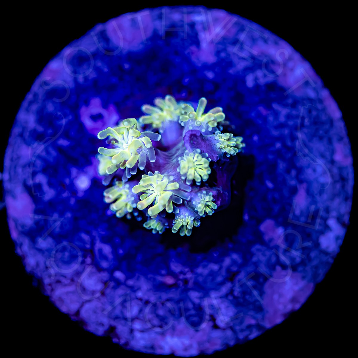 Neon Galaxea - WYSIWYG Neon Galaxea - WYSIWYG