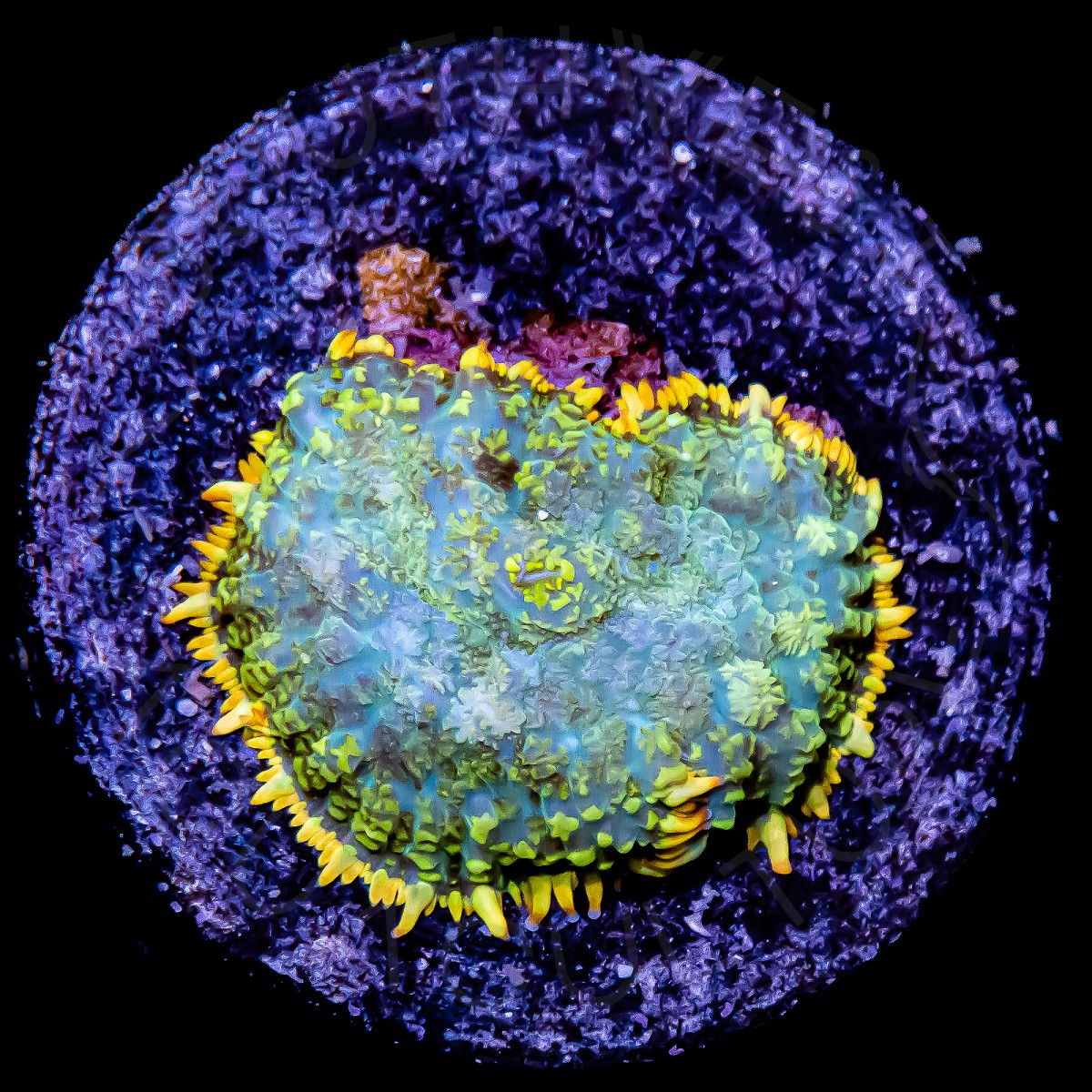 Orange Rim Rhodactis - WYSIWYG