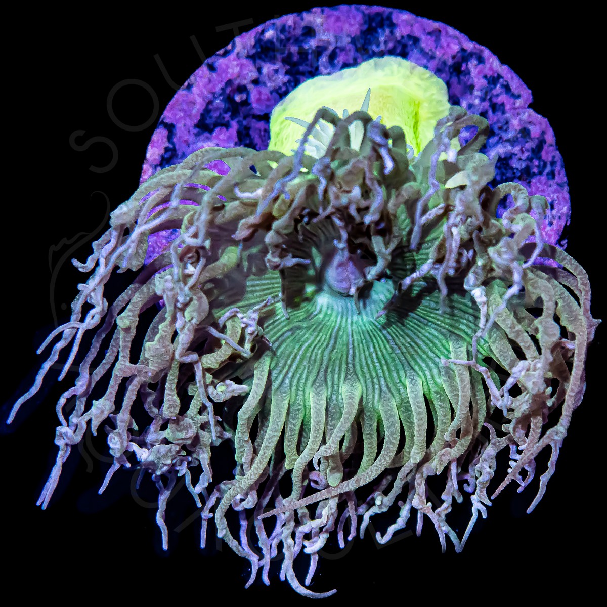 Shaggy Duncan Coral - WYSIWYG