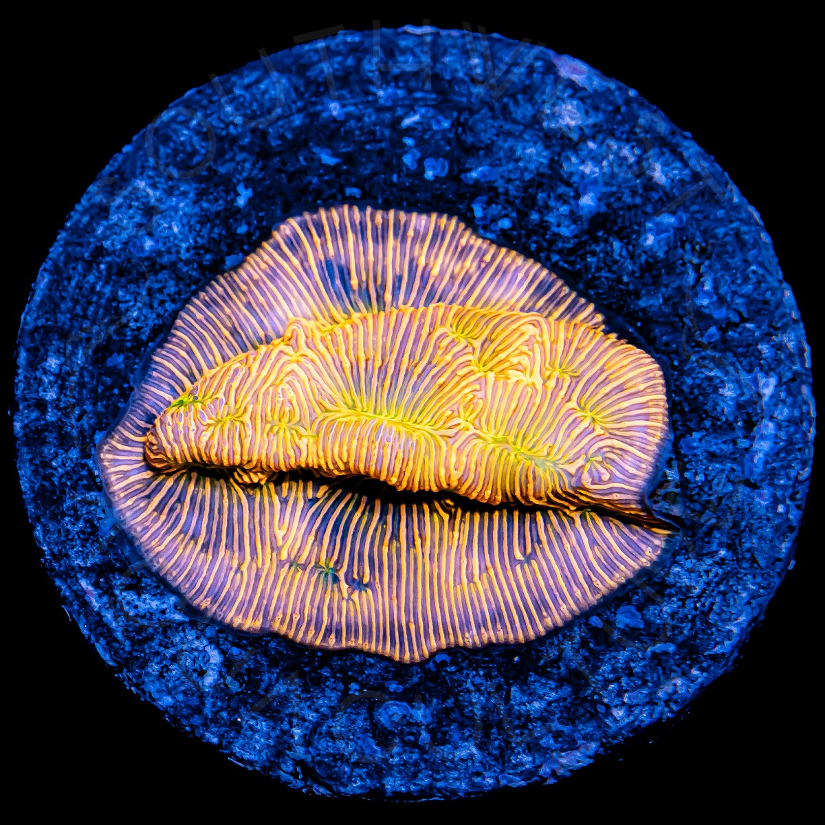 24K Leptoseris - WYSIWYG