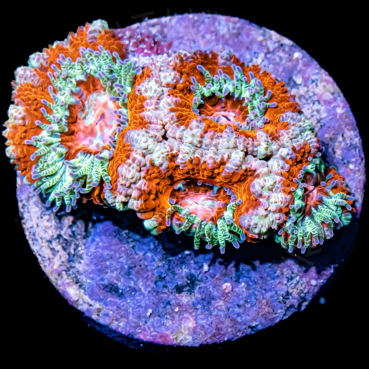 Ultra Micromussa - WYSIWYG