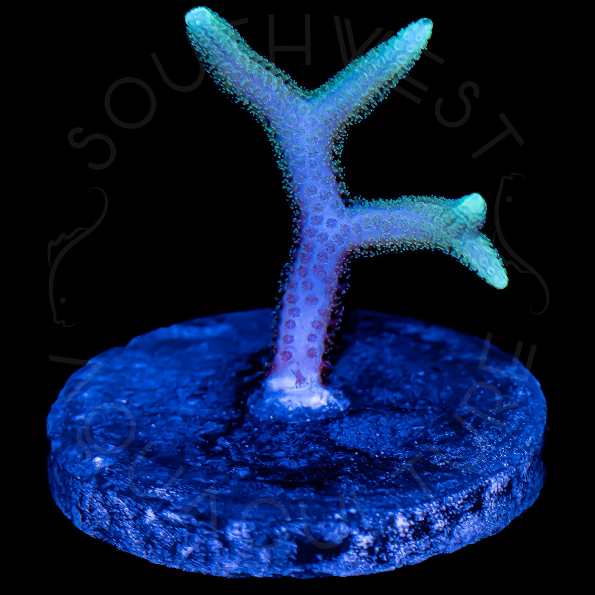 Neon Tip Bridsnest - WYSIWYG Neon Tip Bridsnest - WYSIWYG