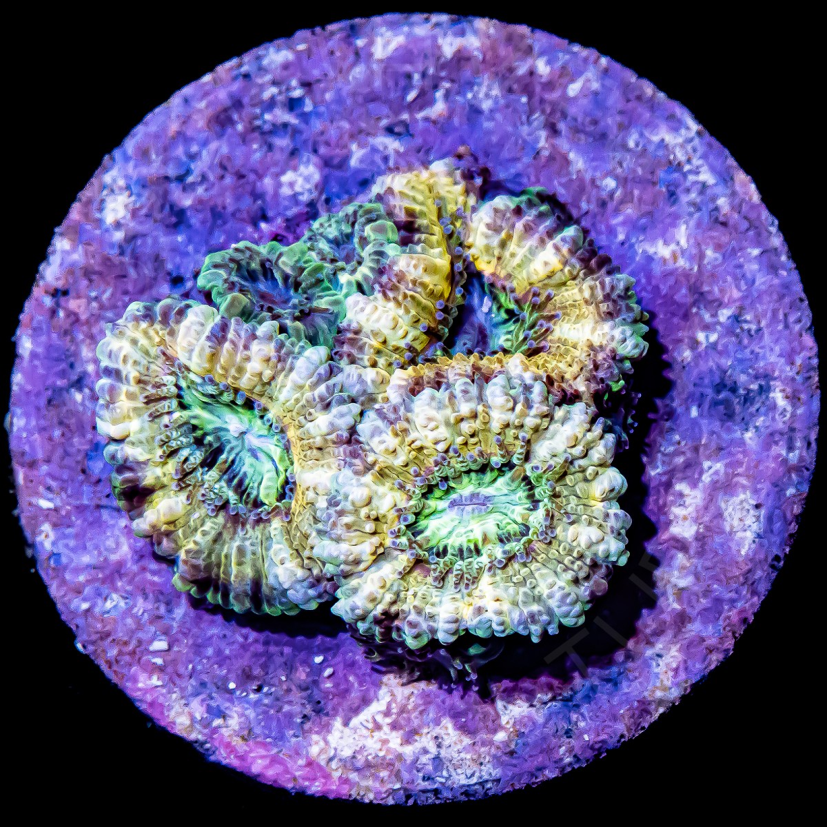 Banana Split Micromussa - WYSIWYG