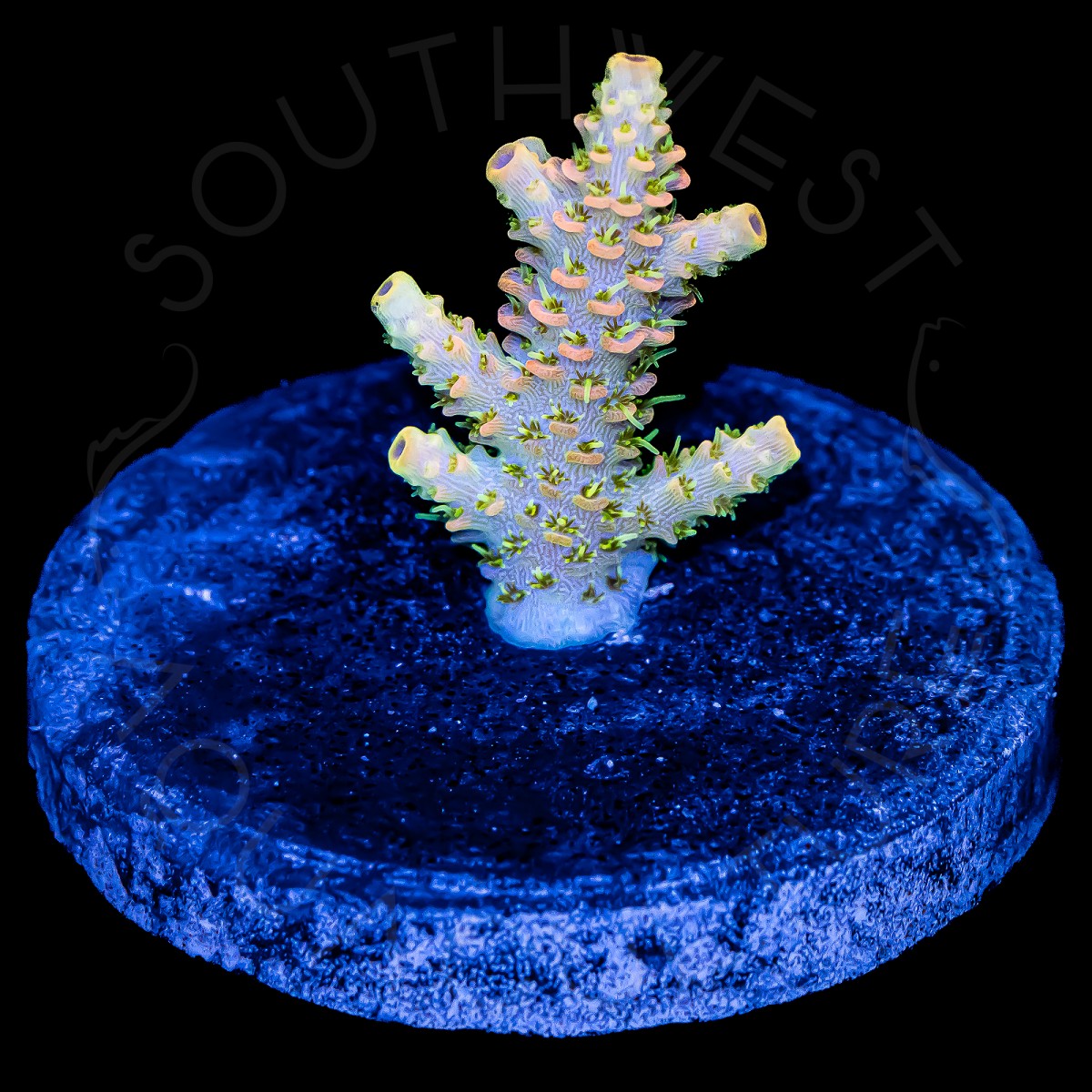 Acropora Millepora - WYSIWYG