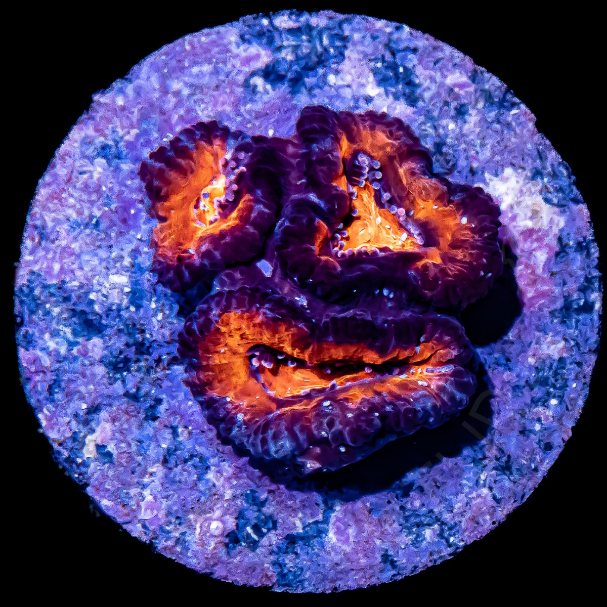 Ultra Micromussa - WYSIWYG