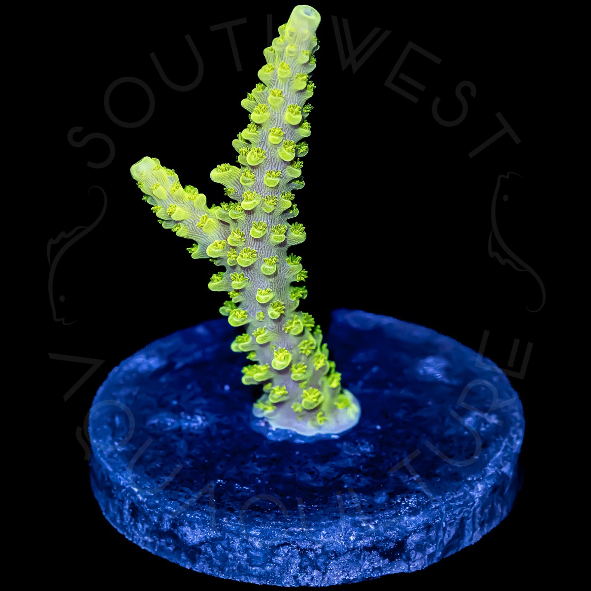Acropora yongei - WYSIWYG