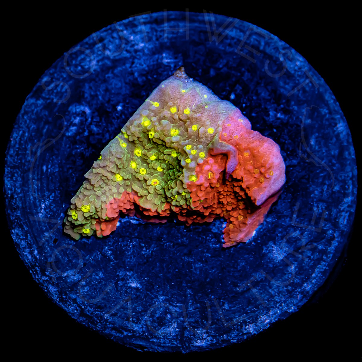 Grafted Starburst Cap - WYSIWYG Grafted Starburst Cap - WYSIWYG