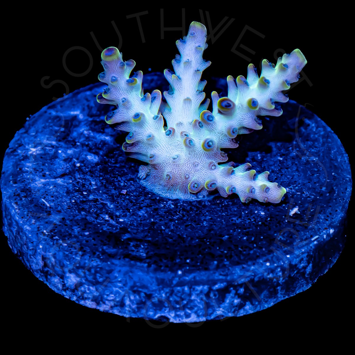 Acropora sp - WYSIWYG Acropora sp - WYSIWYG