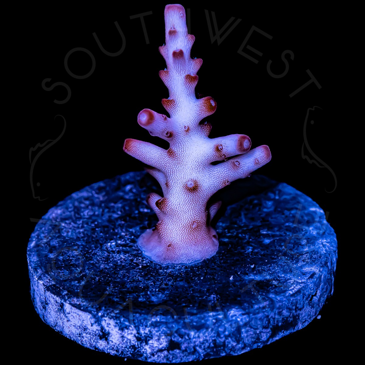 Sun Devil Acropora - WYSIWYG