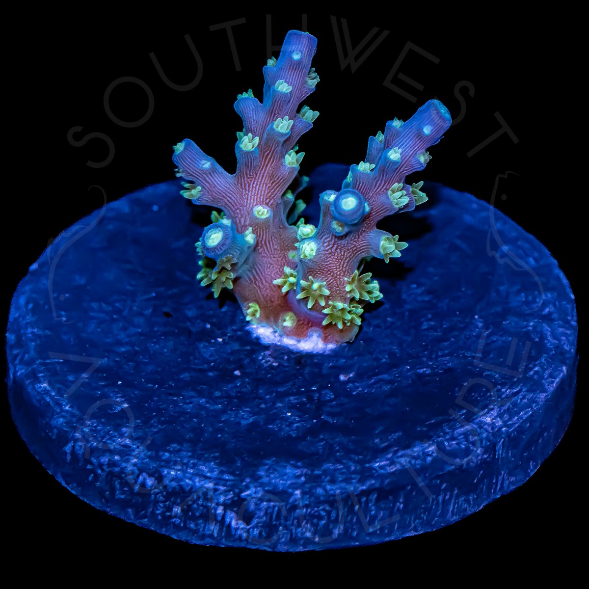 Acropora sp - WYSIWYG