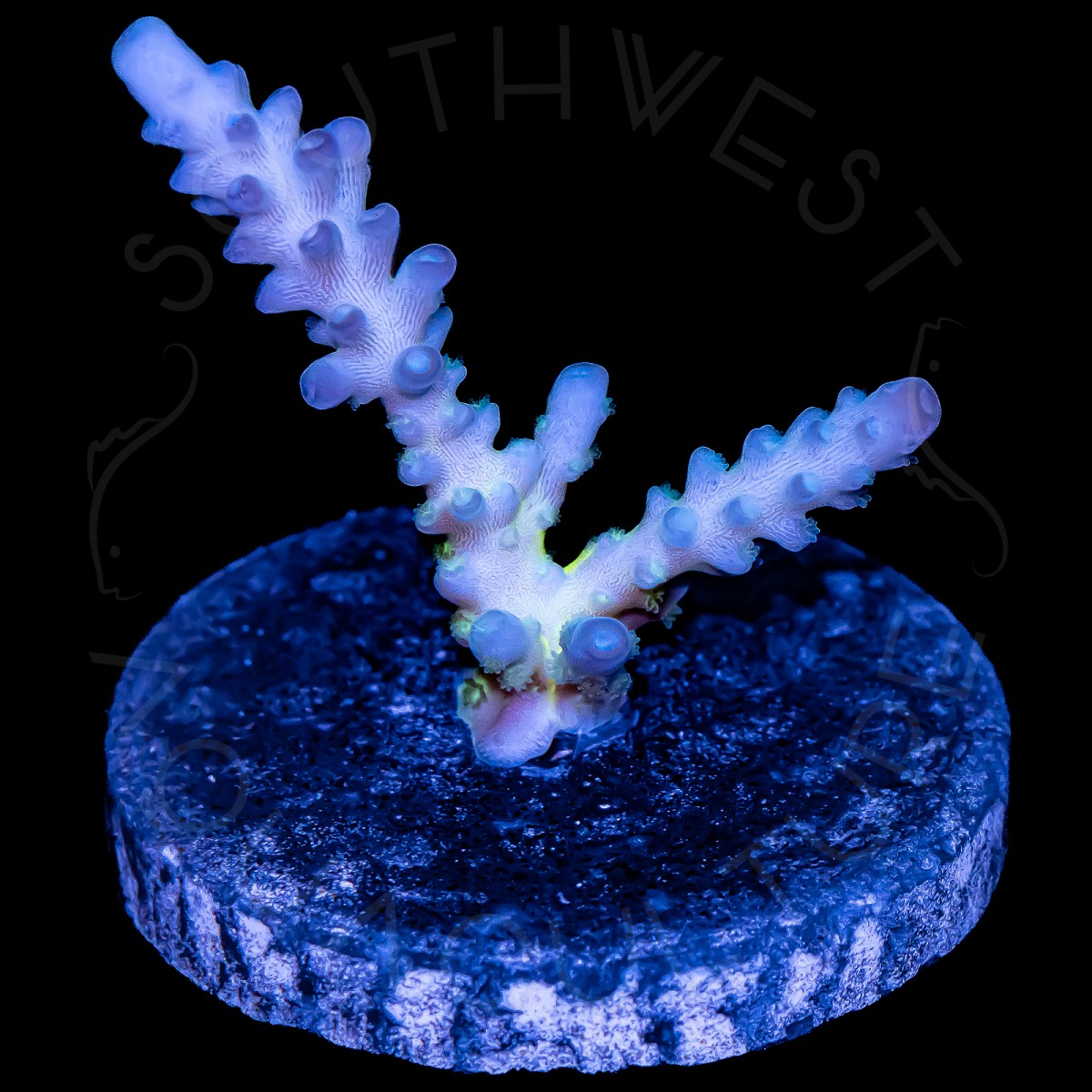 Cali Tort - WYSIWYG Cali Tort - WYSIWYG