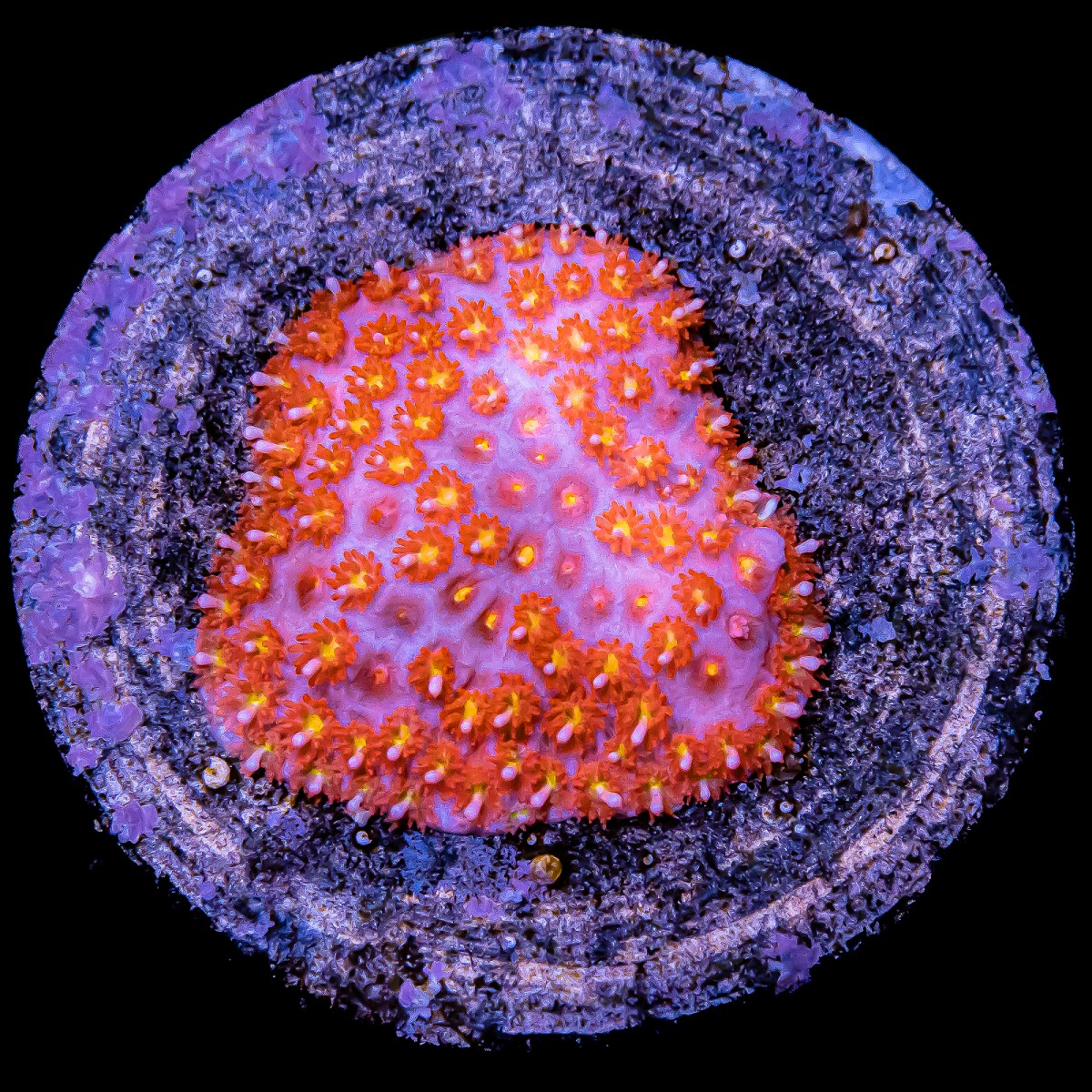 Tequila Sunrise Bernardpora - WYSIWYG Tequila Sunrise Bernardpora - WYSIWYG