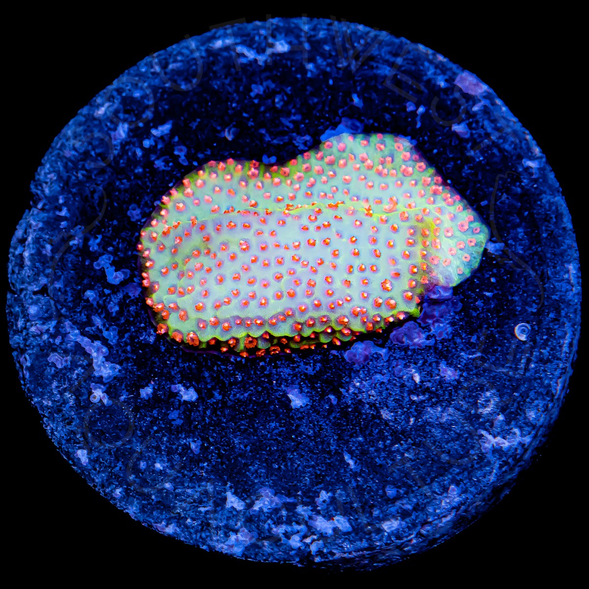 Eternal Flame Montipora - WYSIWYG Eternal Flame Montipora - WYSIWYG