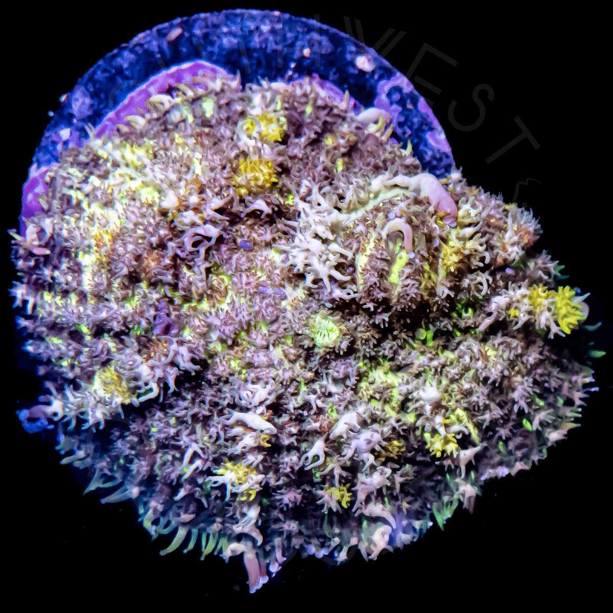 Oscar The Grouch Bounce Mushroom - WYSIWYG