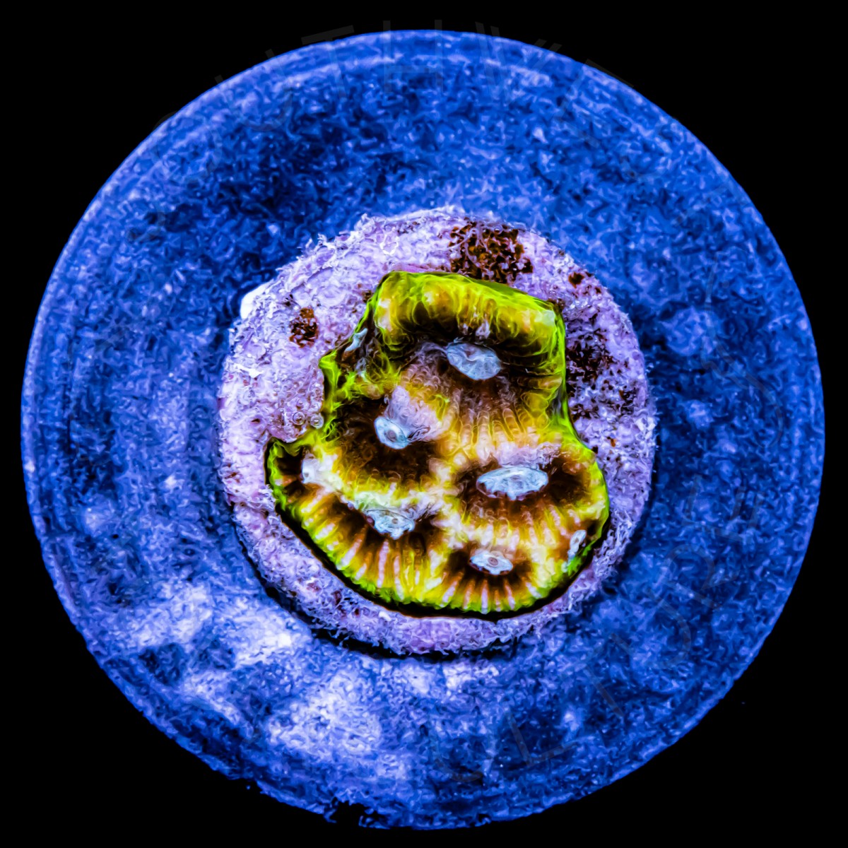 Arctic Favia - WYSIWYG