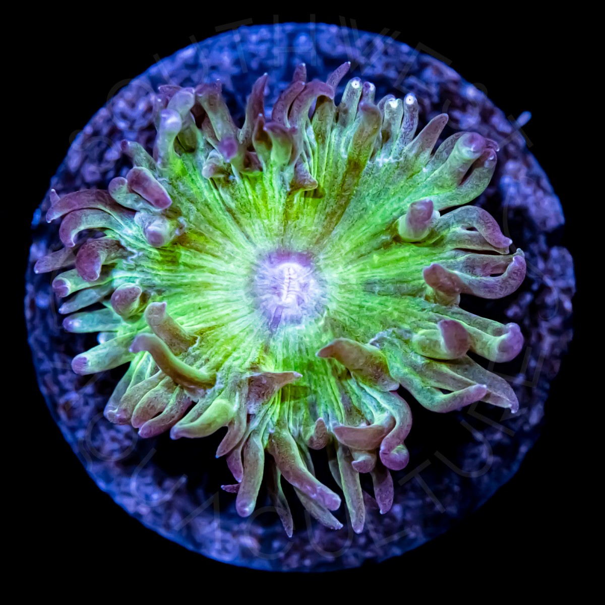 Duncan Coral - WYSIWYG