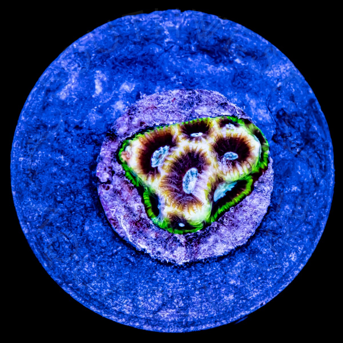 Arctic Favia - WYSIWYG