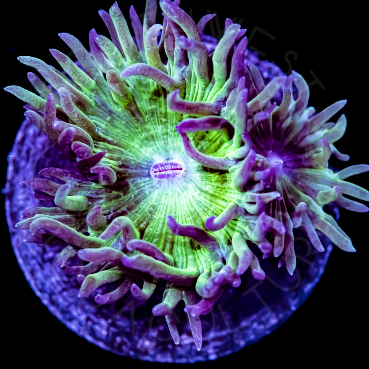 Duncan Coral - WYSIWYG