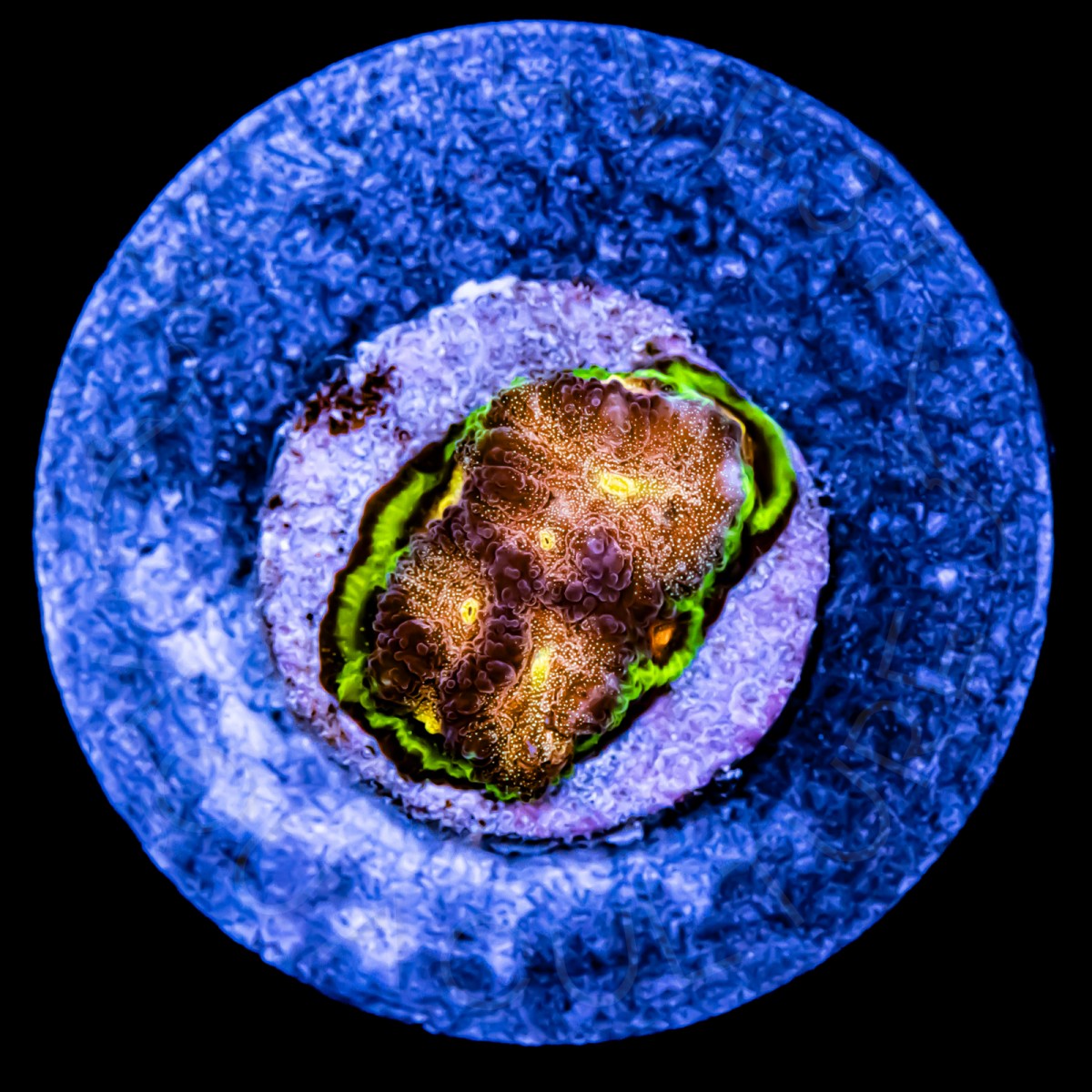 Glitter Favia - WYSIWYG