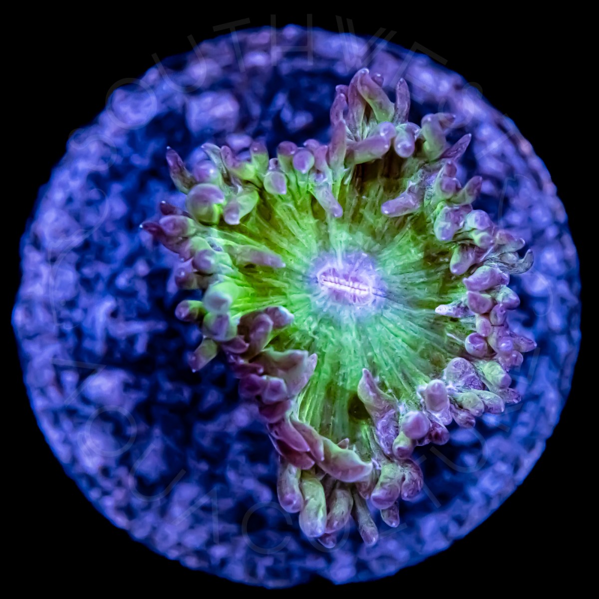 Duncan Coral - WYSIWYG