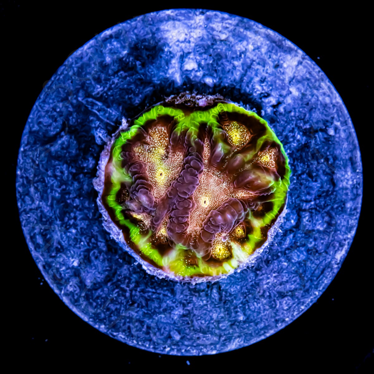 Glitter Favia - WYSIWYG