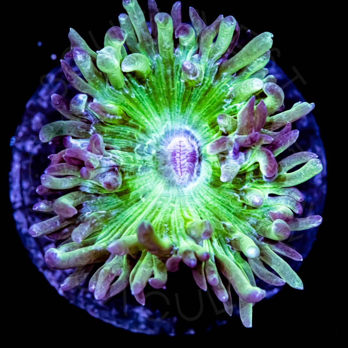 Duncan Coral - WYSIWYG Duncan Coral - WYSIWYG