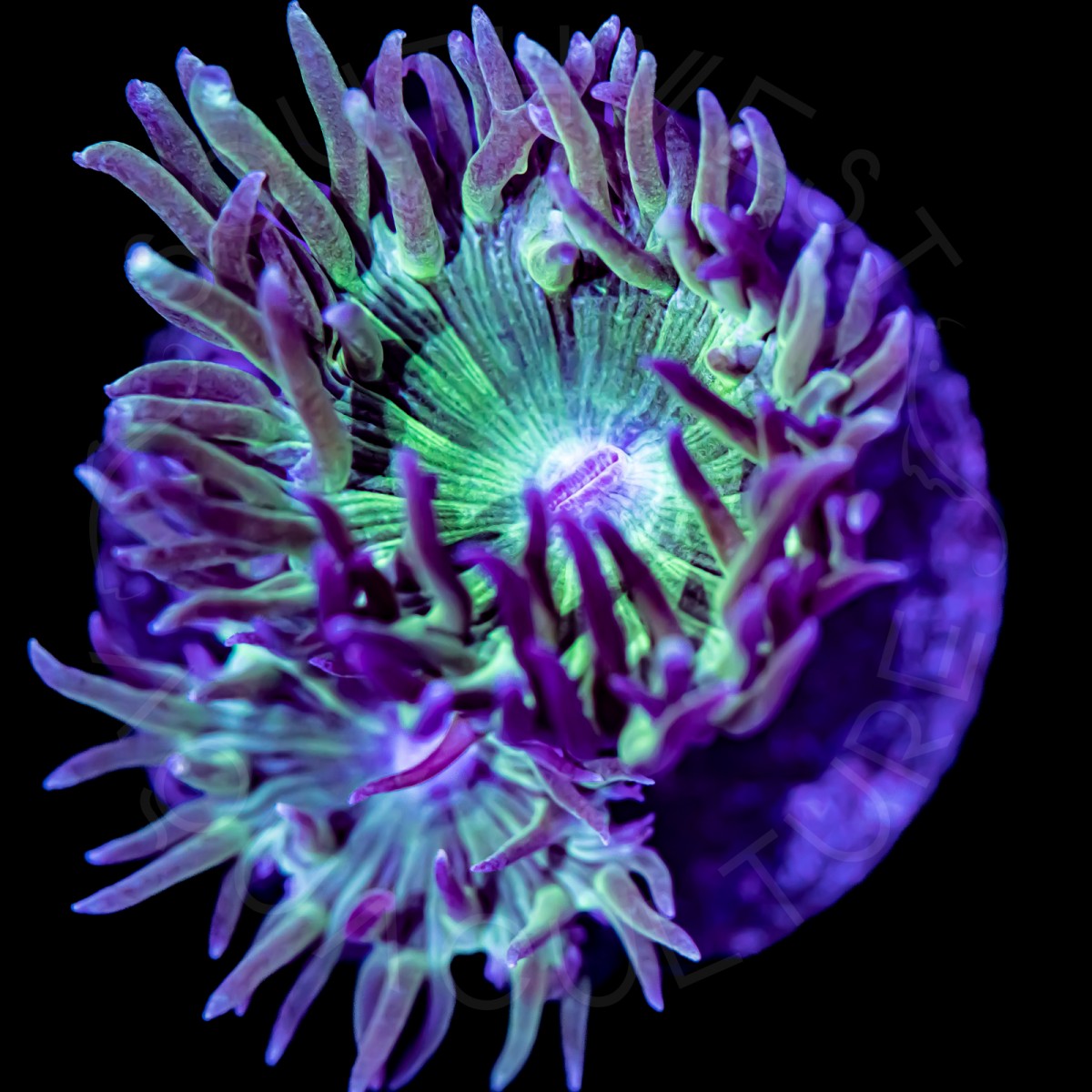 Duncan Coral - WYSIWYG