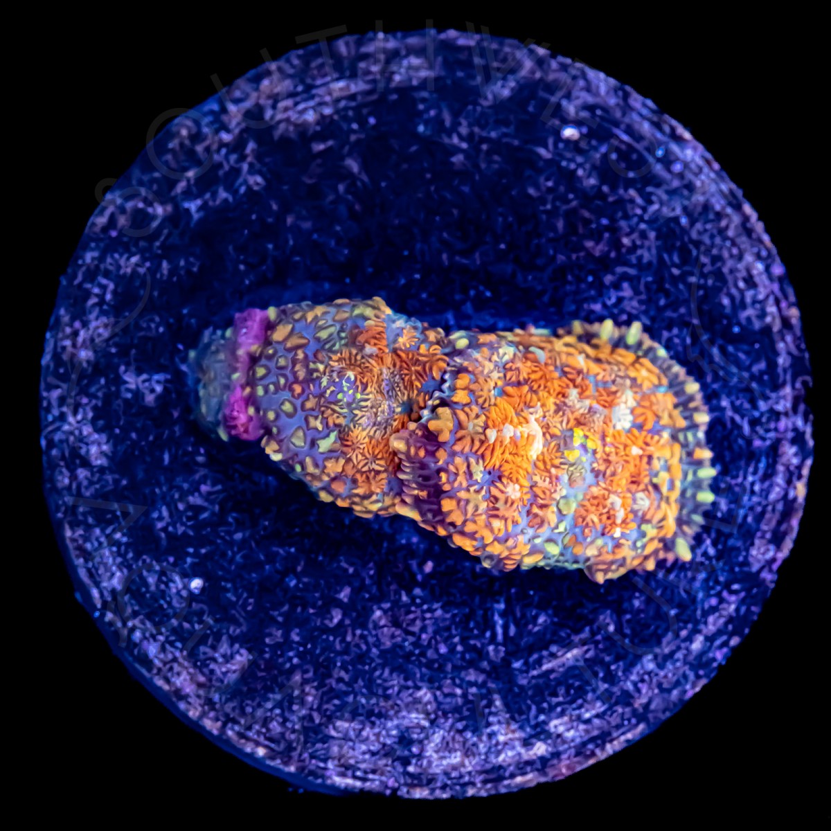 Rhodactis Mushroom - WYSIWYG