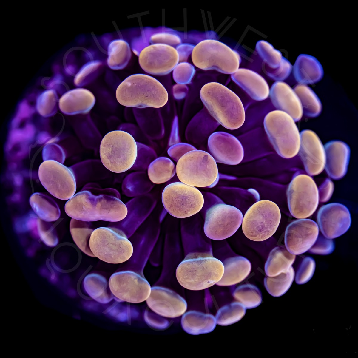 Indo Branching Hammer - WYSIWYG