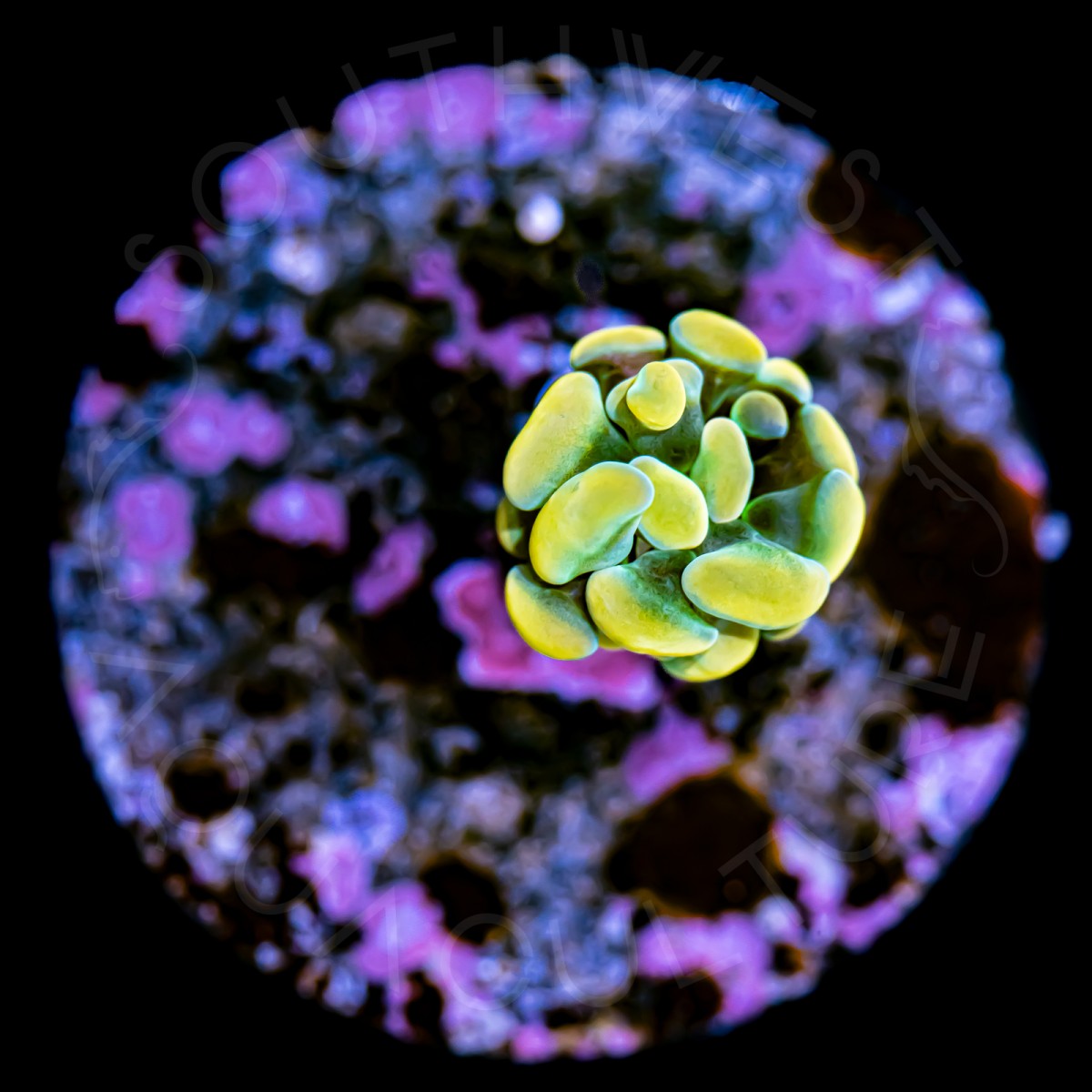 Indo Branching Hammer - WYSIWYG