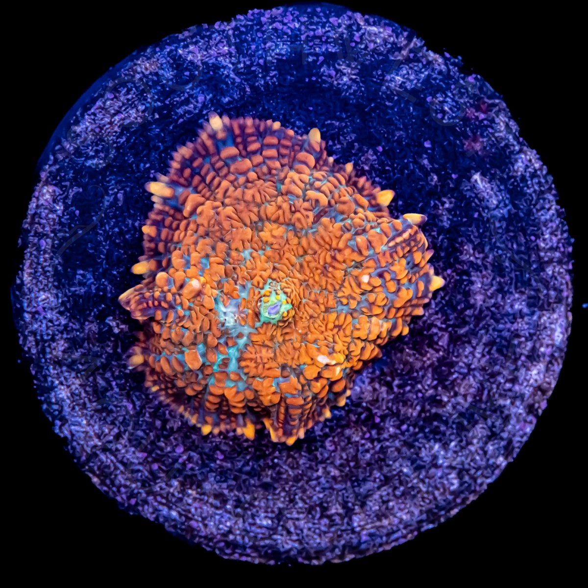 Rhodactis Mushroom - WYSIWYG