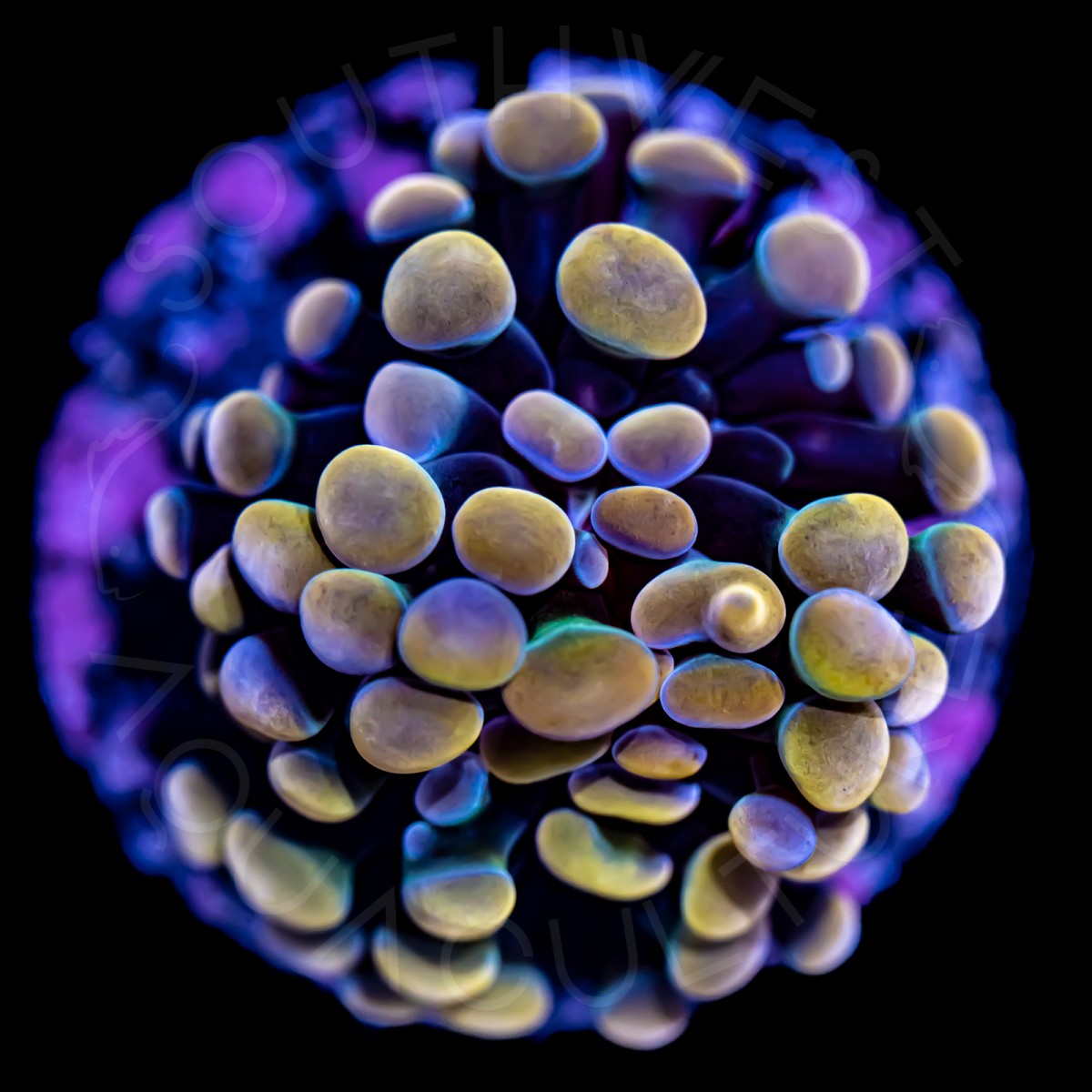 Indo Branching Hammer - WYSIWYG